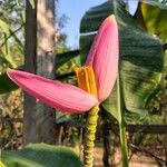 Musa velutina Flor