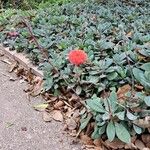 Kleinia grantii Hábito