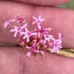 Valeriana angustifolia Blüte