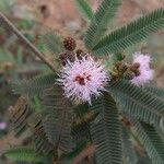 Mimosa pigra Fruitua