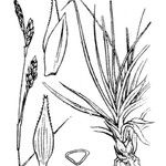 Carex sempervirens Mosusu