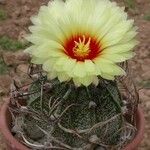 Astrophytum capricorne 整株植物