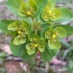 Euphorbia helioscopia Květ