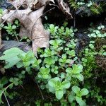 Sedum ternatum Leaf