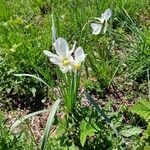 Narcissus poeticus Кветка