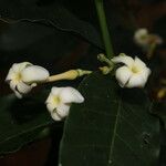 Lacmellea panamensis Blomma