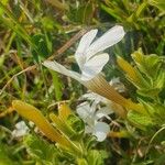 Barleria robertsoniae Flower