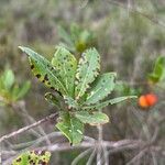 Arbutus andrachneHoja