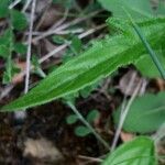 Prunella laciniata Leaf