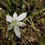 Ornithogalum divergensFlor