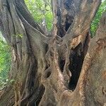 Ficus vallis-choudae خشب
