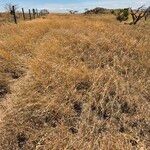 Themeda triandra Libunga
