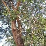 Acacia confusa Kaarna