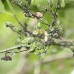 Geniostoma borbonicum Плод