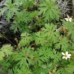 Geranium carolinianum Лист