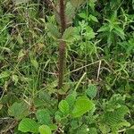 Rubus ellipticus Leaf