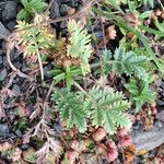 Potentilla pensylvanica Liść