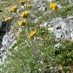 Artemisia glacialis Celota