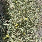 Lactuca orientalis موطن