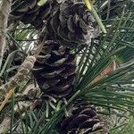 Sciadopitys verticillata Mbuma