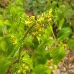 Collinsonia canadensis Blüte