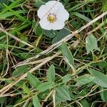 Calystegia soldanella Folla