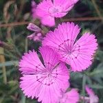 Dianthus seguieri