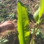 Heliconia stricta Leaf