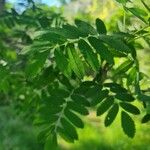 Sorbus domestica Φύλλο