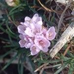 Armeria maritimaBlüte