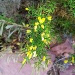 Ulex parviflorus Květ