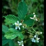 Rubus allegheniensis Kvet