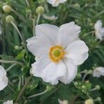 Anemonoides sylvestris Flors