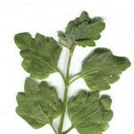 Acanthoprasium frutescens Leaf