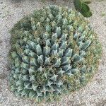 Euphorbia resinifera Costuma
