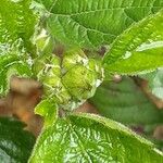 Rubus pruinosus പുഷ്പം