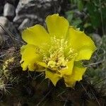 Opuntia huajuapensis Flower