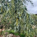 Acacia saligna Blüte