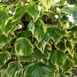 Hedera algeriensis葉