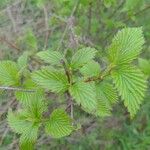 Viburnum ellipticum Leaf