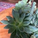 Dudleya greenei 叶