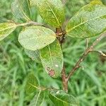 Ficus pertusa Листок