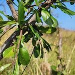 Rhamnus staddo Leaf