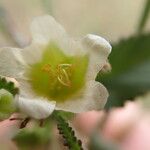 Sida alba Flower