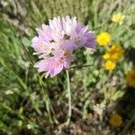 Allium roseum Blüte