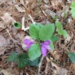 Polygala paucifolia पत्ता