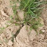 Anisosciadium orientale Libunga