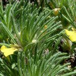 Ajuga chamaepitys Blodyn