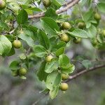 Flacourtia indica Blatt