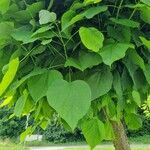 Catalpa bignonioidesFolla